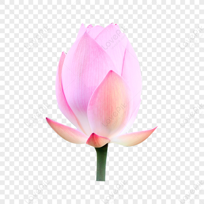 Lotus Flower Lotus Chinese Style Chinese Painting Png Hd Transparent Image And Clipart Image