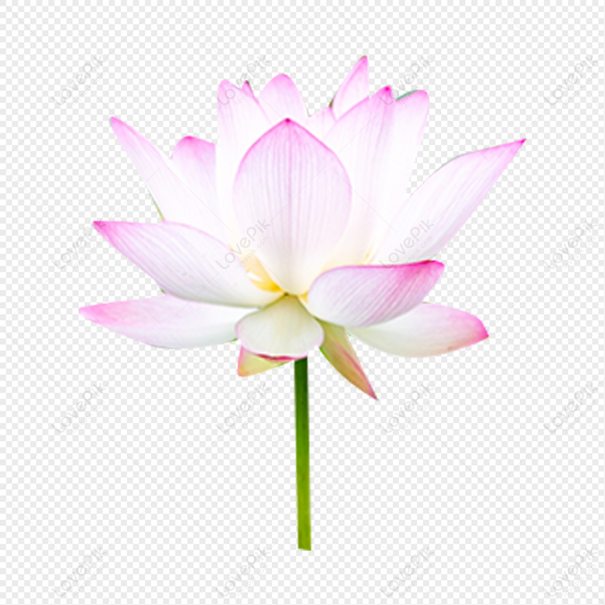 Fiore Di Loto PNG Immagine Gratis, Grafica download su Lovepik