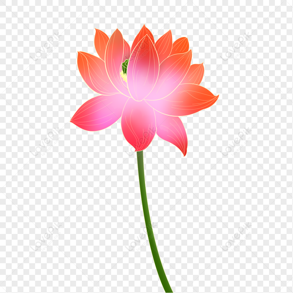 Indonesia - Bali - Lotus Flower - 3 | Nelumbo nucifera, also… | Flickr