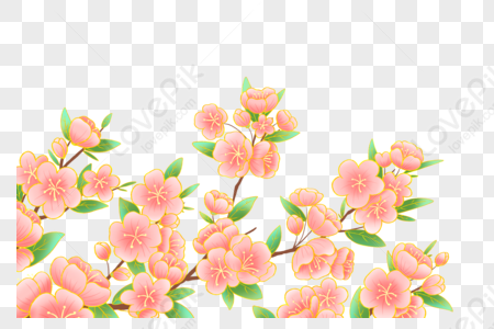Peach Flower Images, HD Pictures For Free Vectors & PSD Download -  