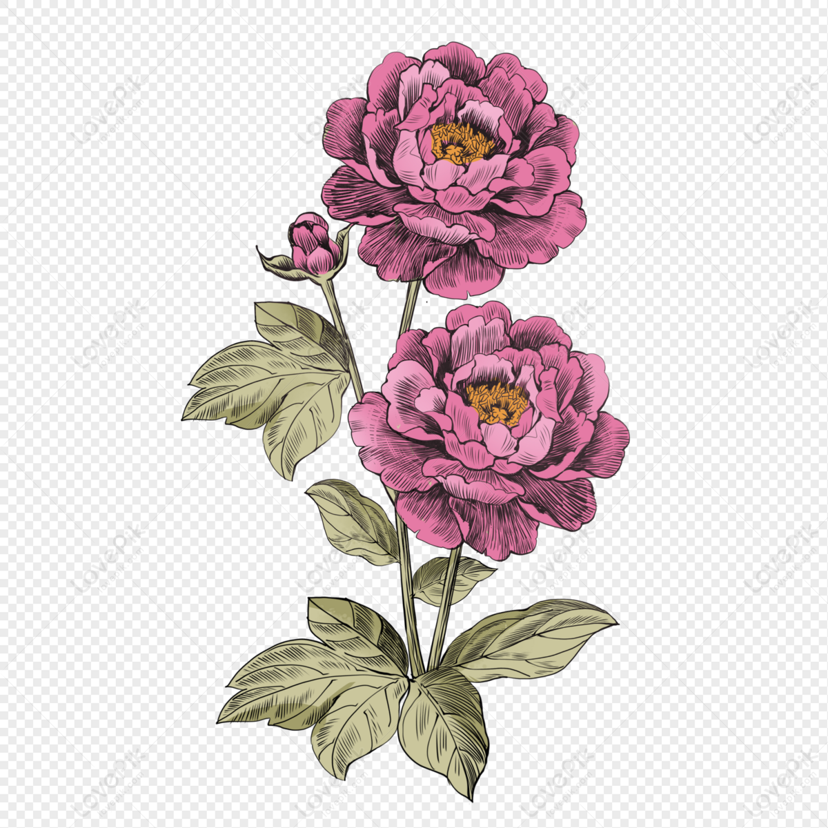 Peony Flower PNG Image And Clipart Image For Free Download - Lovepik |  401897968