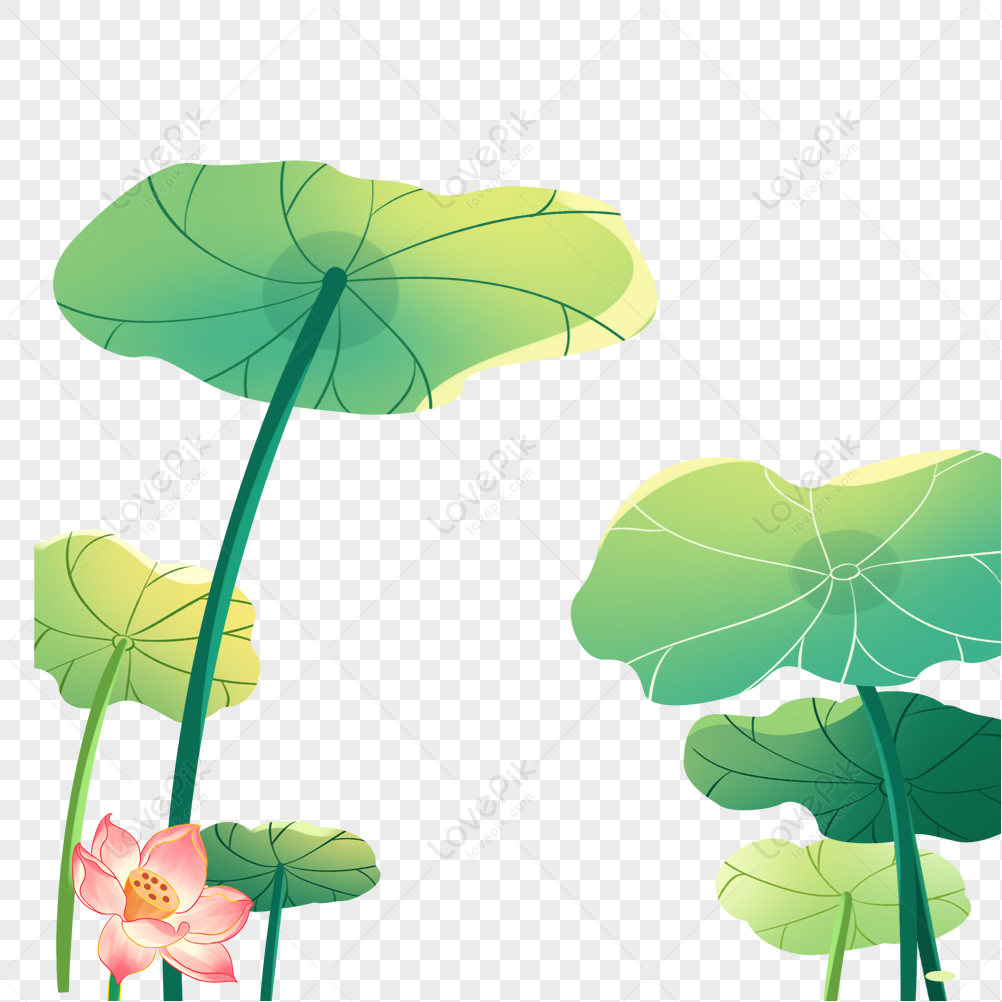 Pond, Pond, Lotus, Lotus PNG Free Download And Clipart Image For Free ...