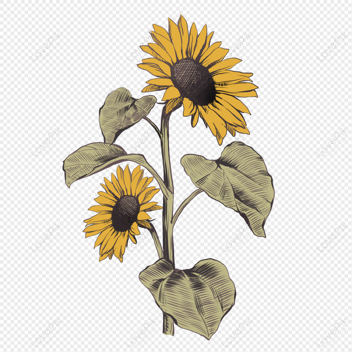 Sunflower hand drawing for design Royalty Free Vector Image