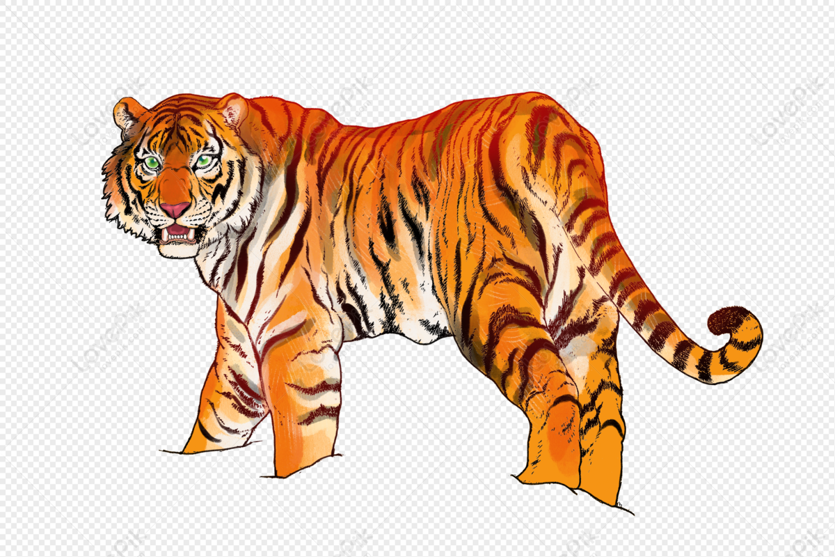 Tiger PNG Transparent Background And Clipart Image For Free Download -  Lovepik | 401959480