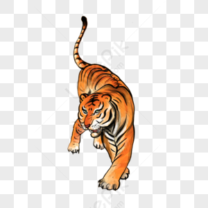 Tiger PNG Images With Transparent Background | Free Download On Lovepik