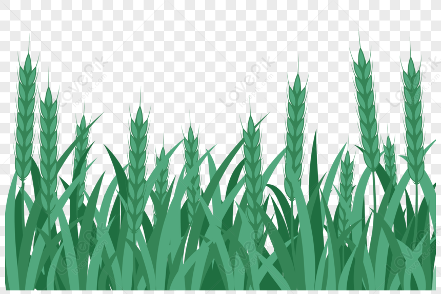 Wheat Field Png Hd Transparent Image And Clipart Image For Free Download Lovepik