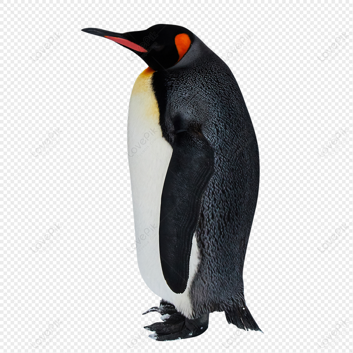 king penguin clipart