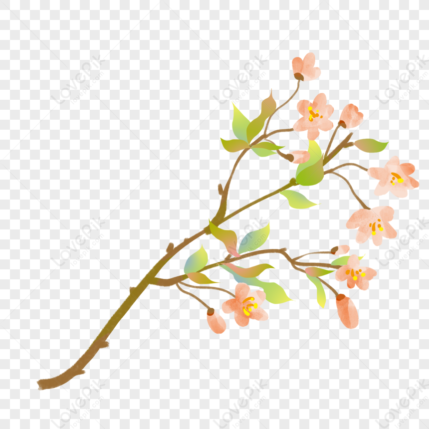 Pink Peach, Peach, Pink Flowers, Plant Free PNG And Clipart Image For ...