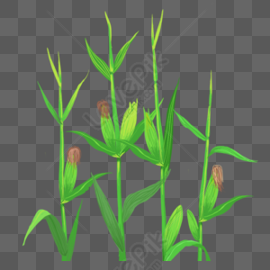 corn plant png