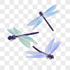 Dragonfly PNG Images With Transparent Background | Free Download On Lovepik