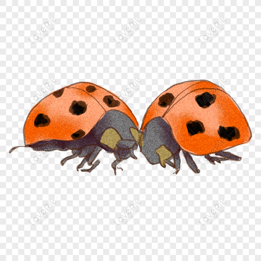 Free Ladybug PNG Images & PSDs for Downloads