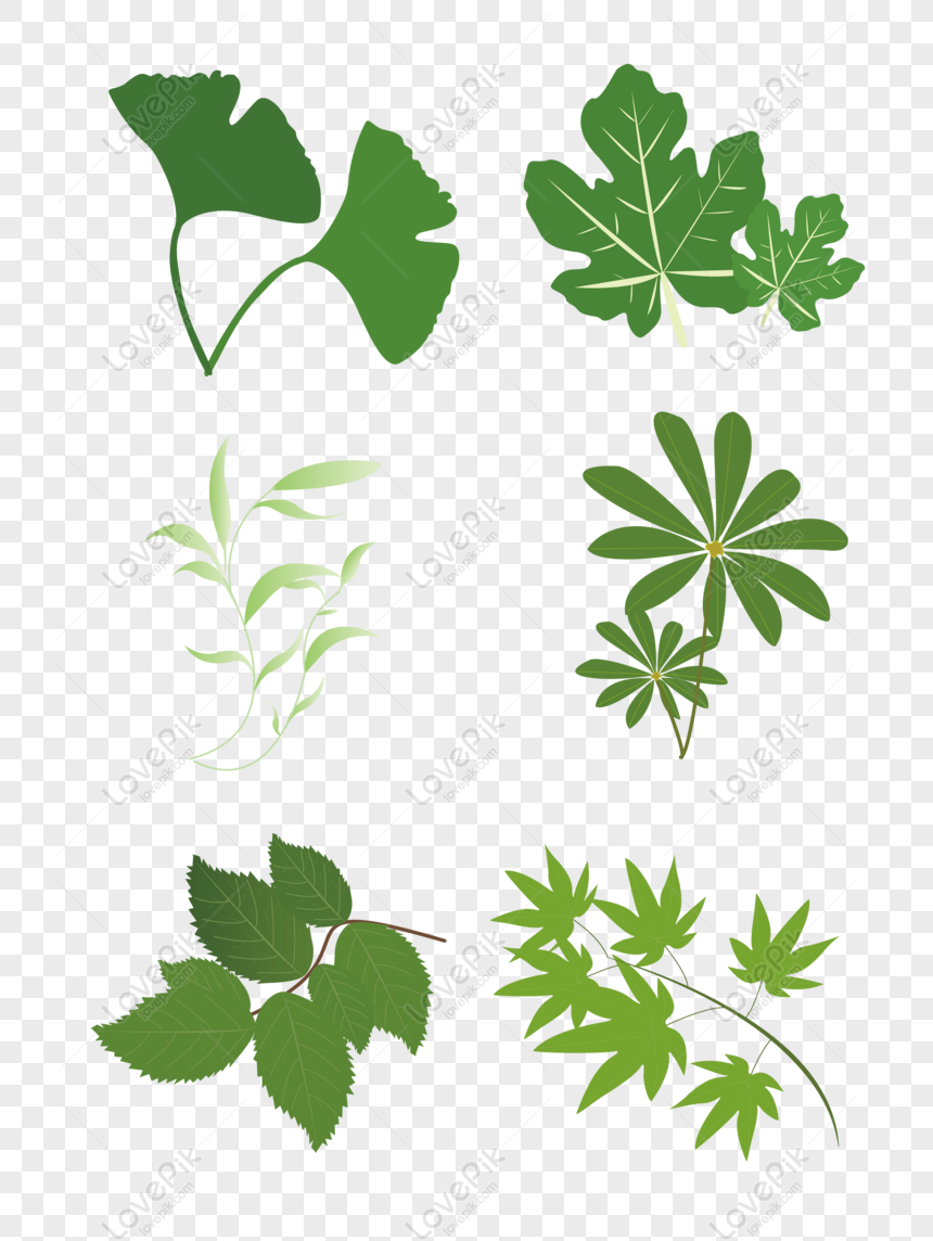 Free Green Plant Ginkgo Leaf Grass Hand Drawn Cute PNG Image Free ...