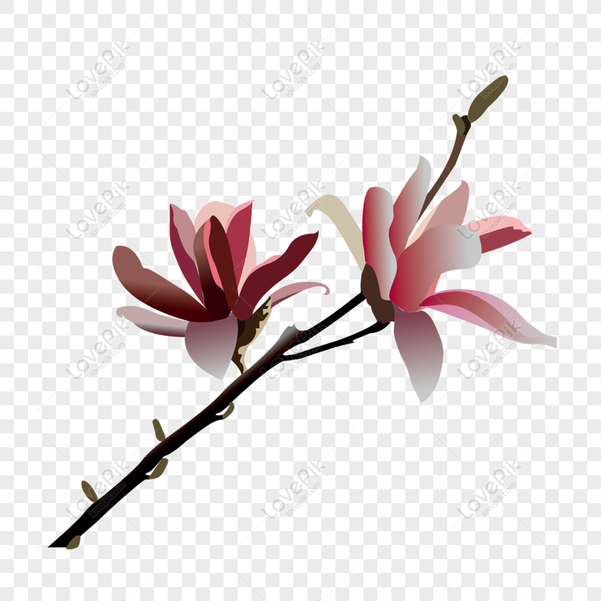 Free Plant Flower Color Simple Natural PNG Free Download PNG & AI image  download - Lovepik