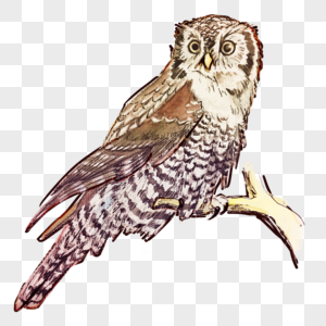 Watercolor animal owl, Watercolor, owl, birds free png