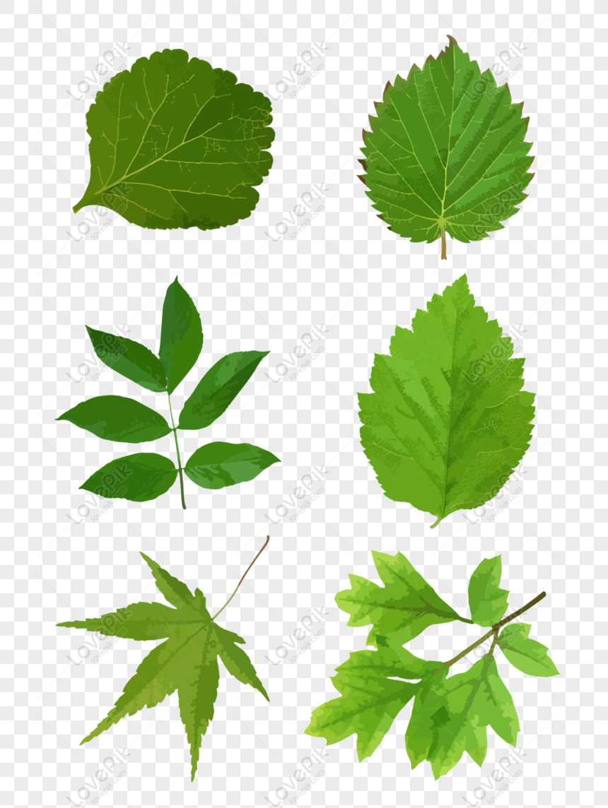Vector cây xanh lá cây là một trong những kiểu hình ảnh được yêu thích nhất trong thiết kế đồ họa. Hãy cùng xem với từ khóa này để chiêm ngưỡng những vector cây xanh lá cây đẹp mắt và sáng tạo nhất.
