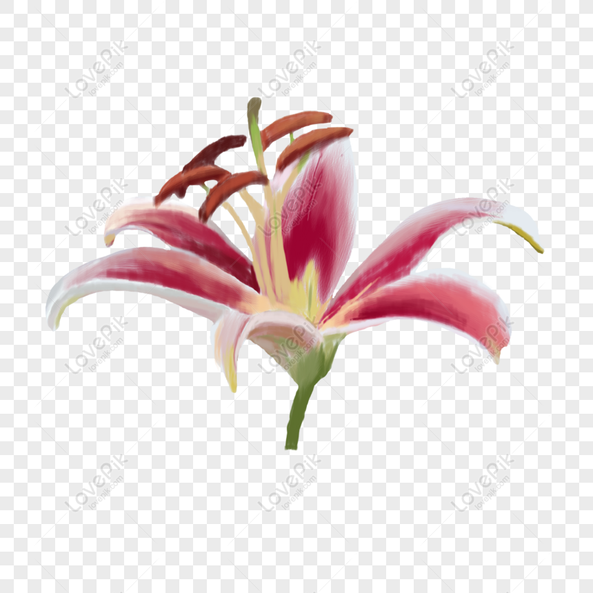 Yếu Tố Hoa Lily: Nếu bạn là fan của hoa Lily, hãy không bỏ lỡ cơ hội khám phá những yếu tố đẹp nhất của nó thông qua hình ảnh nghệ thuật đầy tinh tế. Từ hình dáng độc đáo của cánh hoa cho đến màu sắc tươi tắn, bức tranh này sẽ khiến bạn bị mê hoặc ngay lập tức và muốn tìm hiểu thêm về loại hoa này.