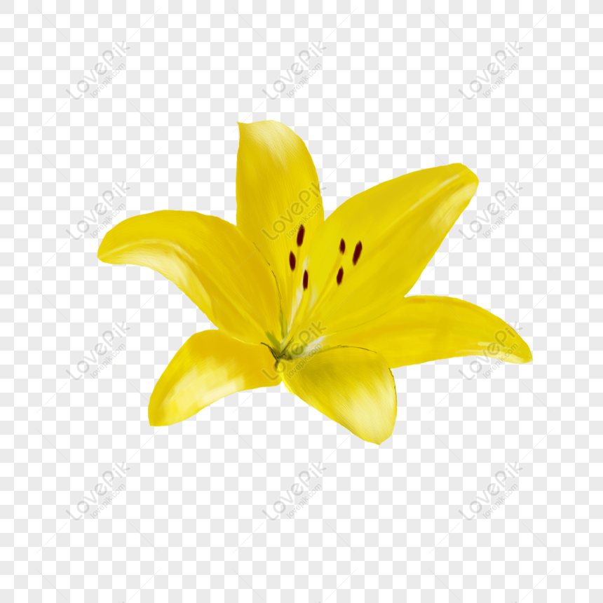 Free Hand Drawn Yellow Lily Flower Element PNG White Transparent ...