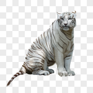 White Tiger PNG Images With Transparent Background | Free Download On  Lovepik