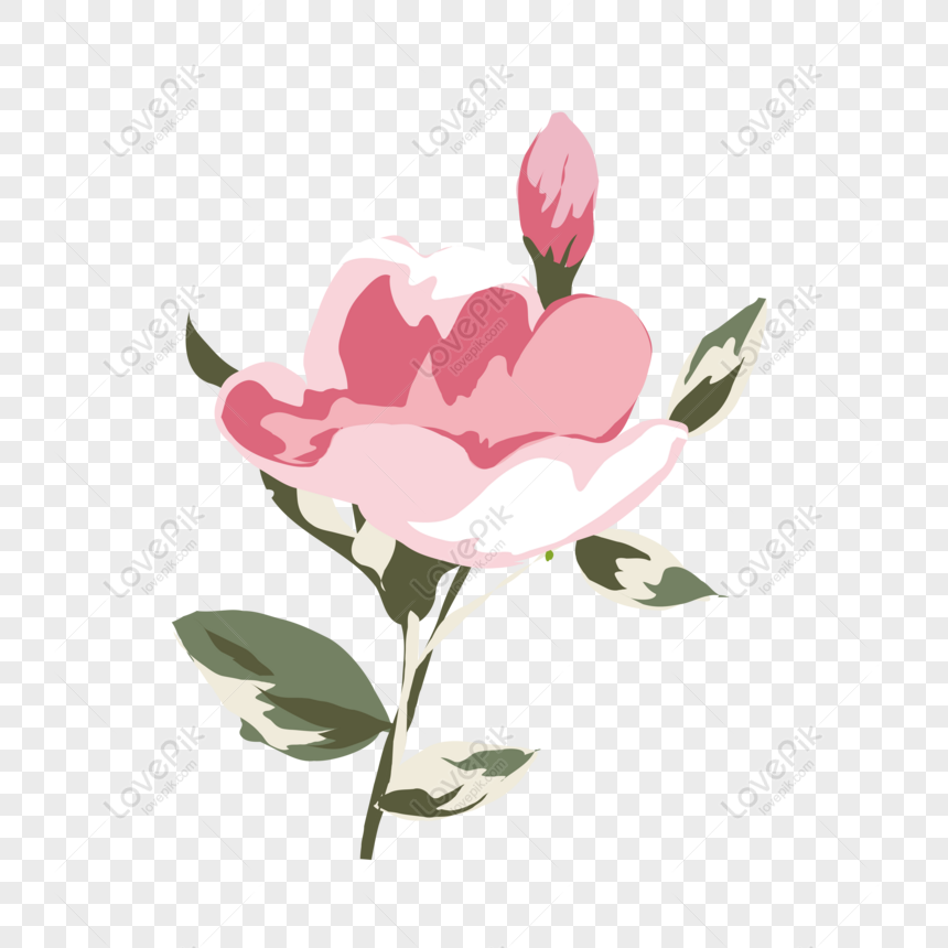 Gratis Dibujado A Mano Minimalista San Valentín Vacaciones Rosa Vector PNG  & AI descarga de imagen _ talla 8333 × 8333px, ID 832311838 - Lovepik