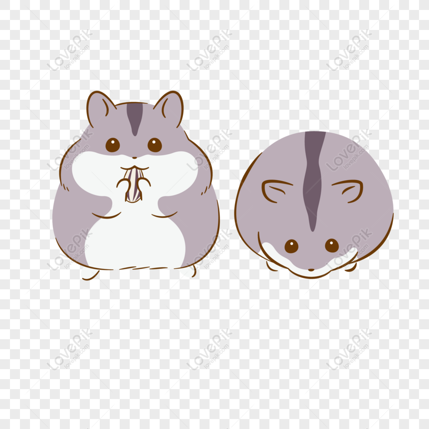 grey and white hamster