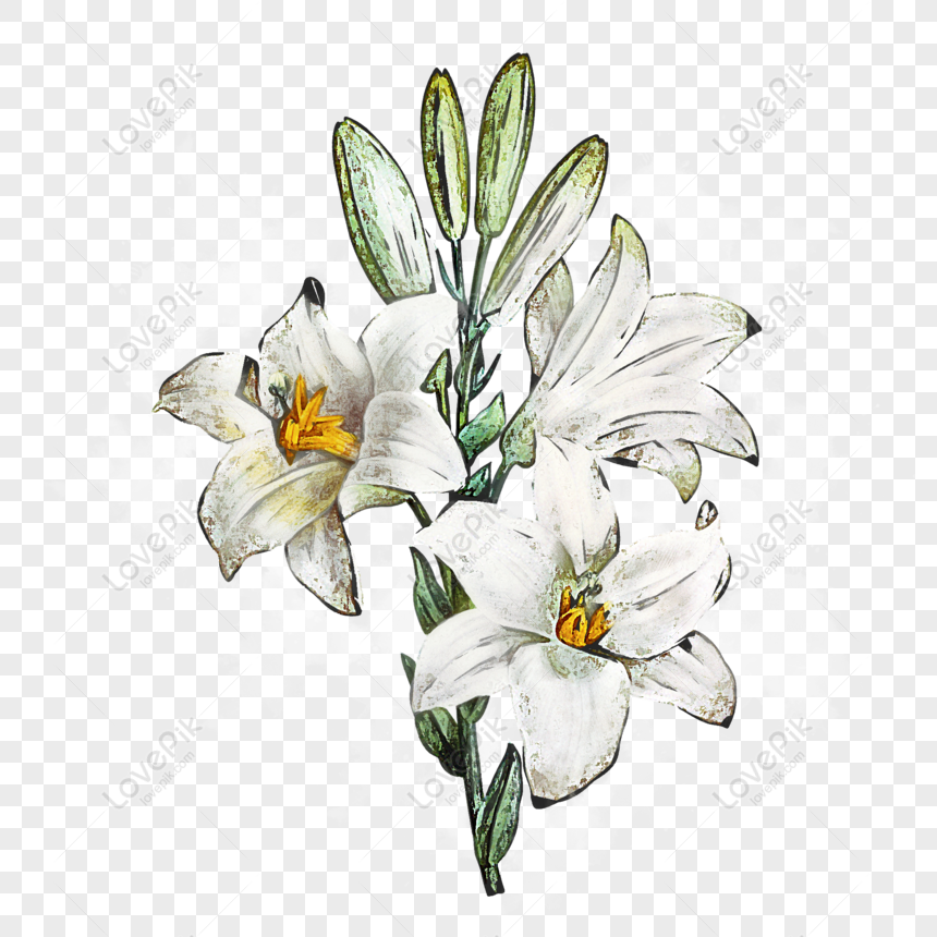 Hình ảnh Vẽ Tay Hoa Lily Trắng Yếu Tố Màu Nước Thực Vật PNG Miễn Phí Tải Về  - Lovepik