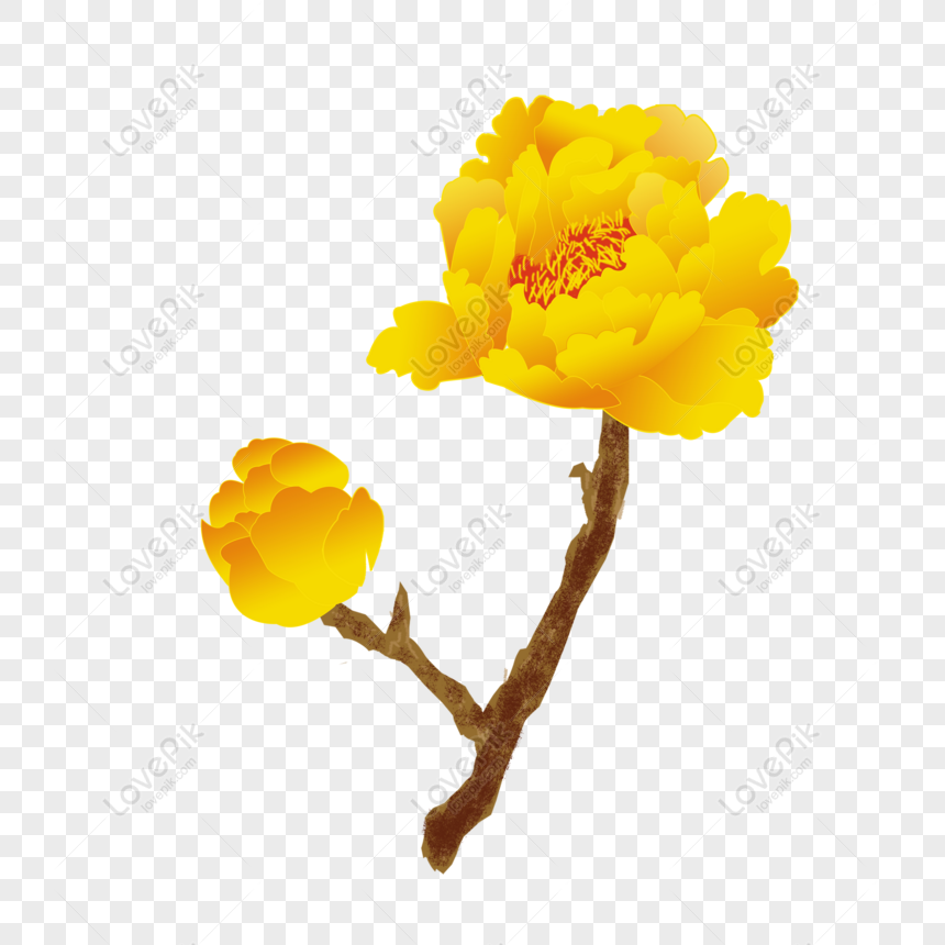 Hoa mẫu đơn màu vàng hoa mẫu đơn màu vàng đón tết cùng không khí vui tươi
