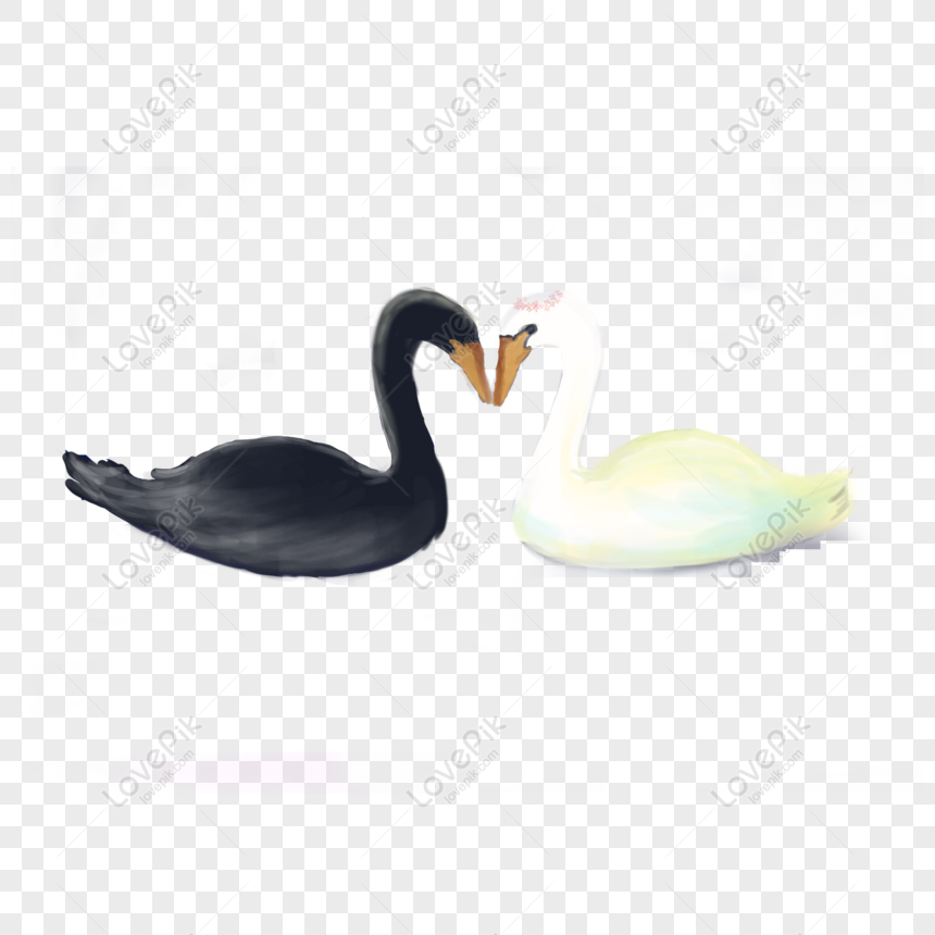 Free Head To Head Black Swan And White Swan Cartoon Elements PNG  Transparent Background PNG & PSD image download - Lovepik