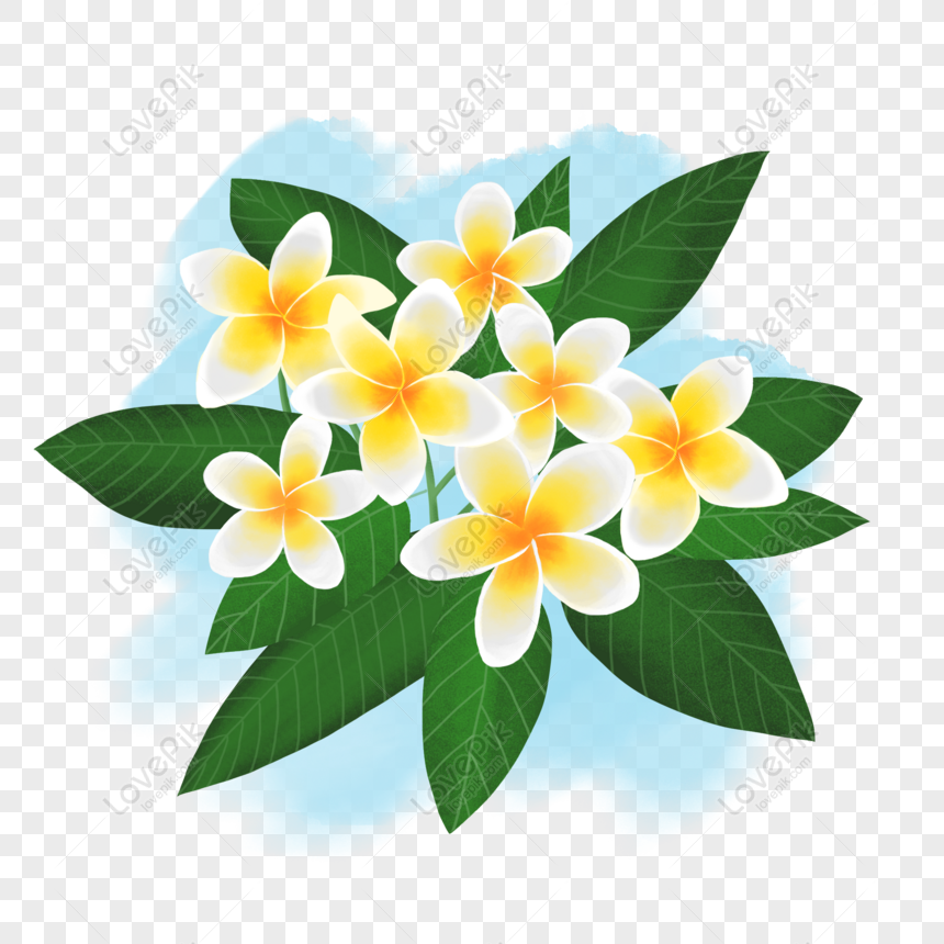Gratis Komersial Ditarik Tangan Bunga Tanaman Bunga Kamboja Tenggara Tr Png Psd Unduhan Gambar Ukuran 2000 2000px Id 832333162 Lovepik