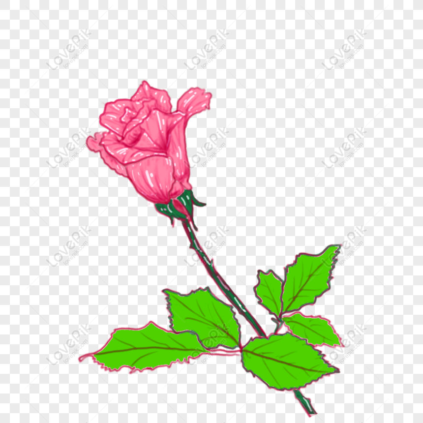  Gratis Pintado A Mano Un Ramo De Rosas Hermosas Flores Elementos Mate PNG