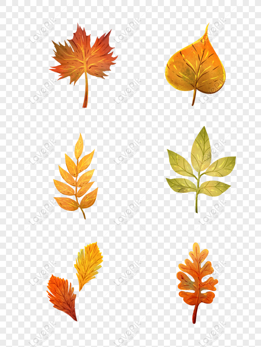 Autumn Leaves Picture, Deciduous Leaves, Maple Leaves, Hand Painted Material Free PNG...