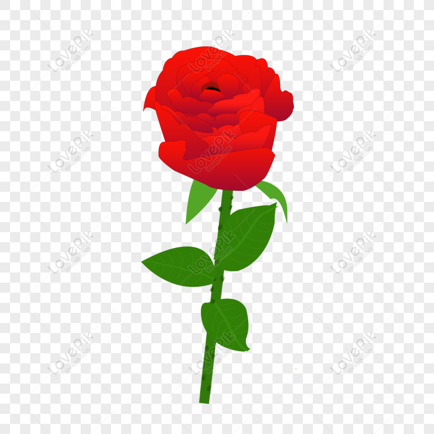 rose rouge avec dessin de tige