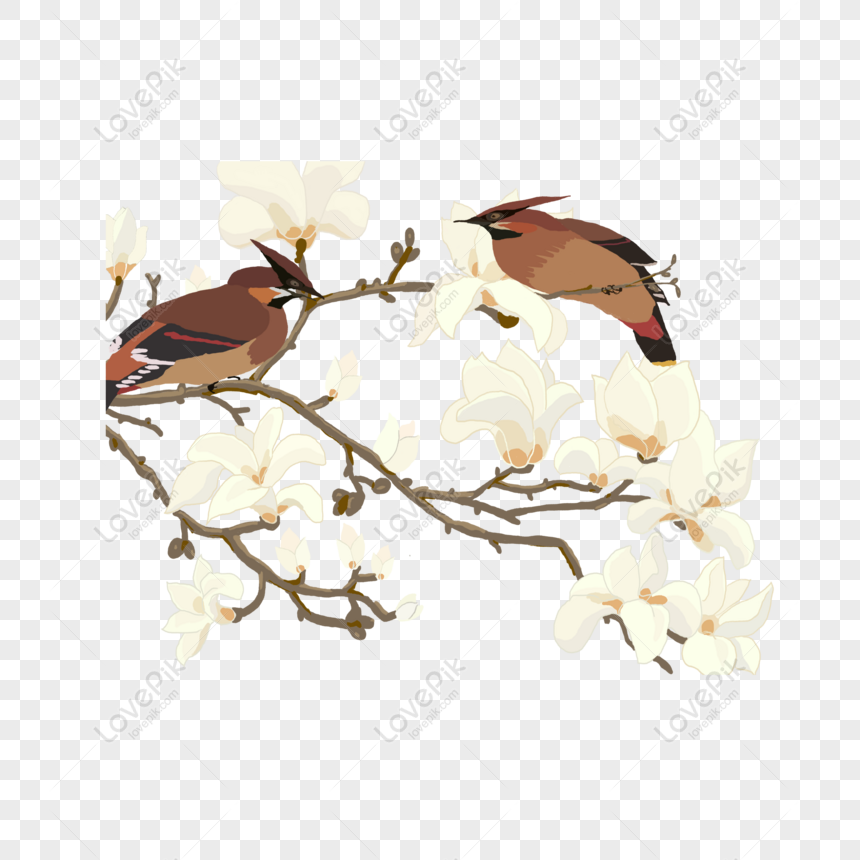 Free Little Bird Cartoon Element On White Magnolia Branch PNG Transparent  PNG & PSD image download - Lovepik
