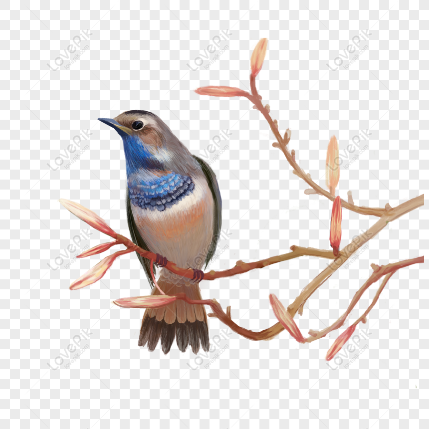 Free Bird Cartoon Character On The Branch PNG Transparent PNG & PSD image  download - Lovepik