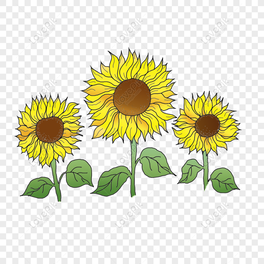 Gratis Girasol Dibujado A Mano Viento Girasol Puede Ser Elemento Comerc PNG  & PSD descarga de imagen _ talla 2000 × 2000px, ID 832526848 - Lovepik