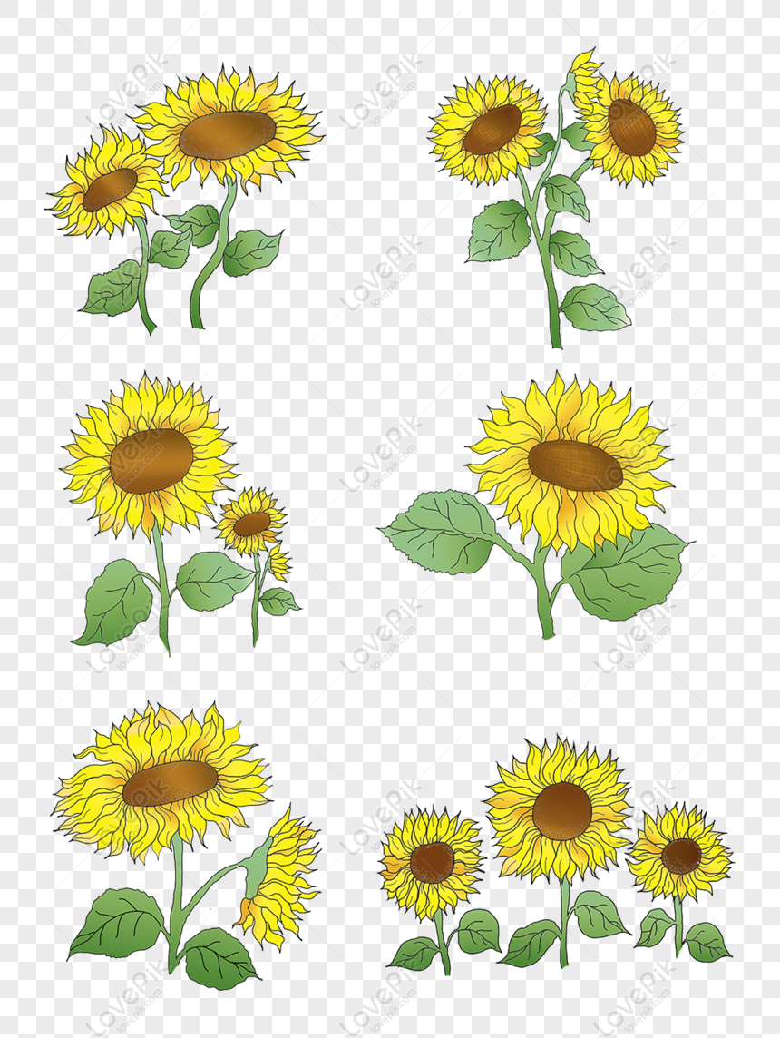 Gratis Dibujado A Mano Viento Girasol Flor Establece Elementos De Ilust PNG  & PSD descarga de imagen _ talla 1024 × 1369px, ID 832526853 - Lovepik