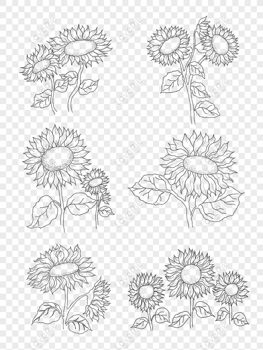 How to draw easy sunflower step by step|आसानी से सूरजमुखी का चित्र कैसे  बनाए|Sunflower|Pushpa Singh - YouTube