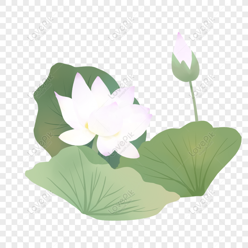 Hoa sen thường được gắn liền với sự thanh tịnh và tâm hồn tinh thần trong nhiều nền văn hóa. Với hình ảnh sen trắng và lá sen tuyệt đẹp thì bạn sẽ cảm nhận được sự thanh thản và yên bình đến từ loài hoa này. Hãy tham quan bộ sưu tập những hình ảnh hoa sen lá sen trắng PNG miễn phí này.