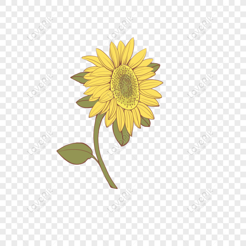 Gratis Girasol De Flor Amarilla Dibujada A Mano Puede Ser Elemento Come PNG  & PSD descarga de imagen _ talla 2000 × 2000px, ID 832560266 - Lovepik