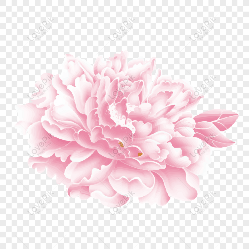 Làm thế nào để tạo ra một bức hình hoàn hảo về hoa mẫu đơn màu hồng? Hãy cùng xem hình ảnh vẽ tay về loài hoa đặc trưng này, được tô điểm bởi những nét vẽ tinh tế và phong cách riêng biệt.