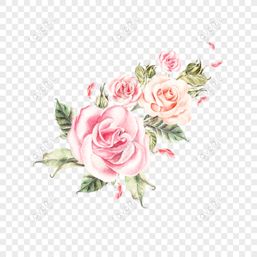 免費手繪的薔薇花素材可商用png Psd圖案下載 素材編號 Lovepik