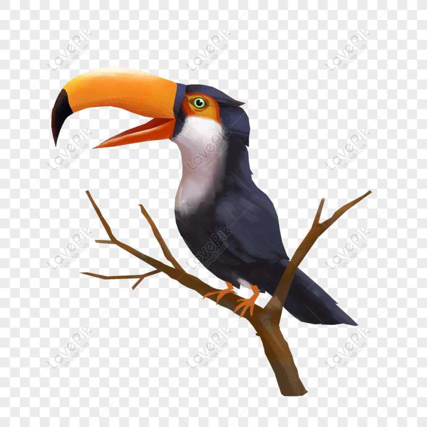 toucan png