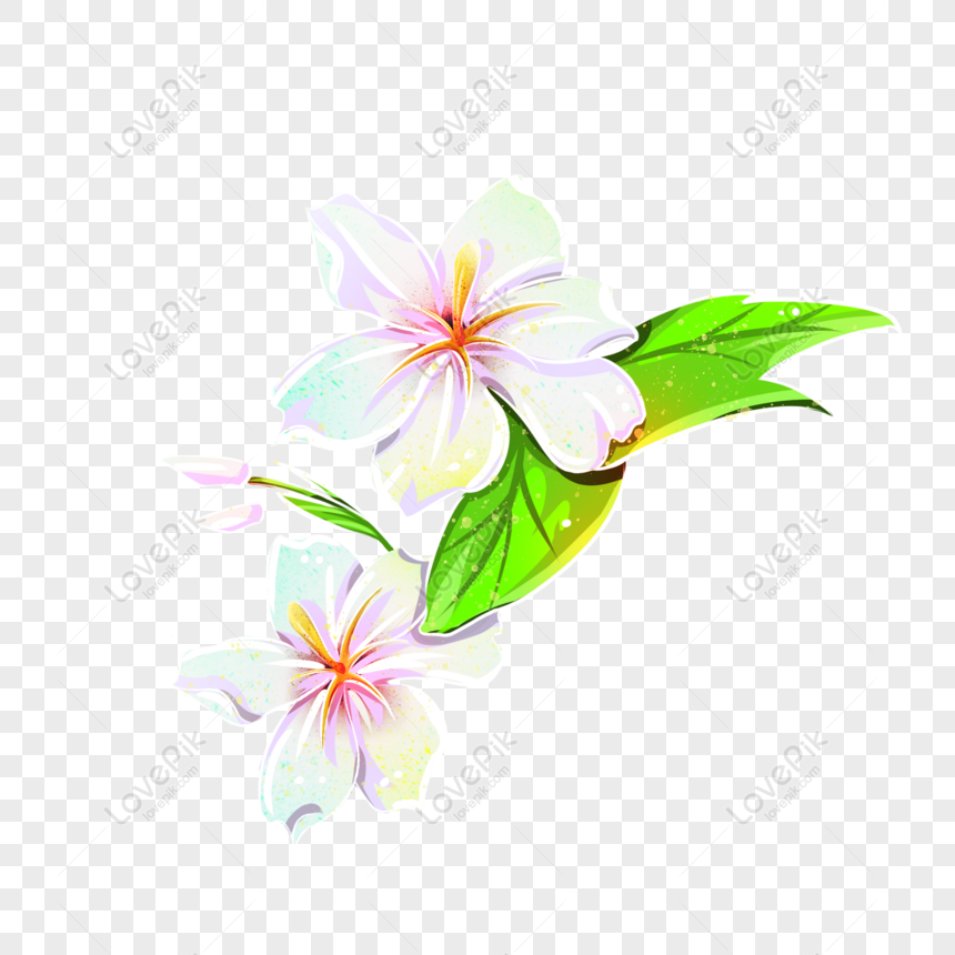 Free White Gardenia Flower PNG Transparent Image PNG & PSD image download -  Lovepik