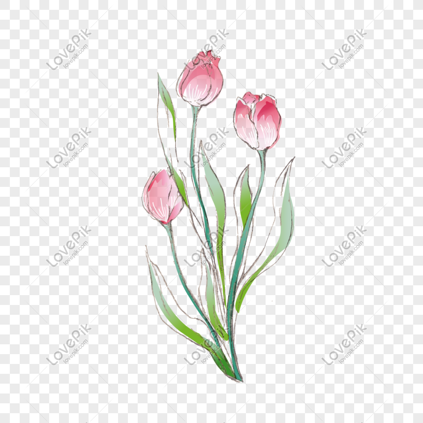 Vector hoa tulip miễn phí sẽ giúp cho bạn sáng tạo và tự do thiết kế. Bạn có thể vẽ theo ý muốn, tô màu và chỉnh sửa để tạo ra những tác phẩm nghệ thuật độc đáo. Hãy click vào hình ảnh để tìm hiểu thêm về vector hoa tulip miễn phí.