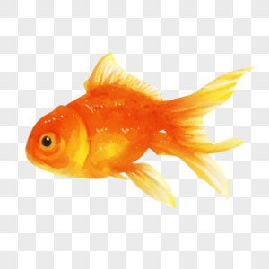 Goldfish Png Images With Transparent Background Free Download On Lovepik