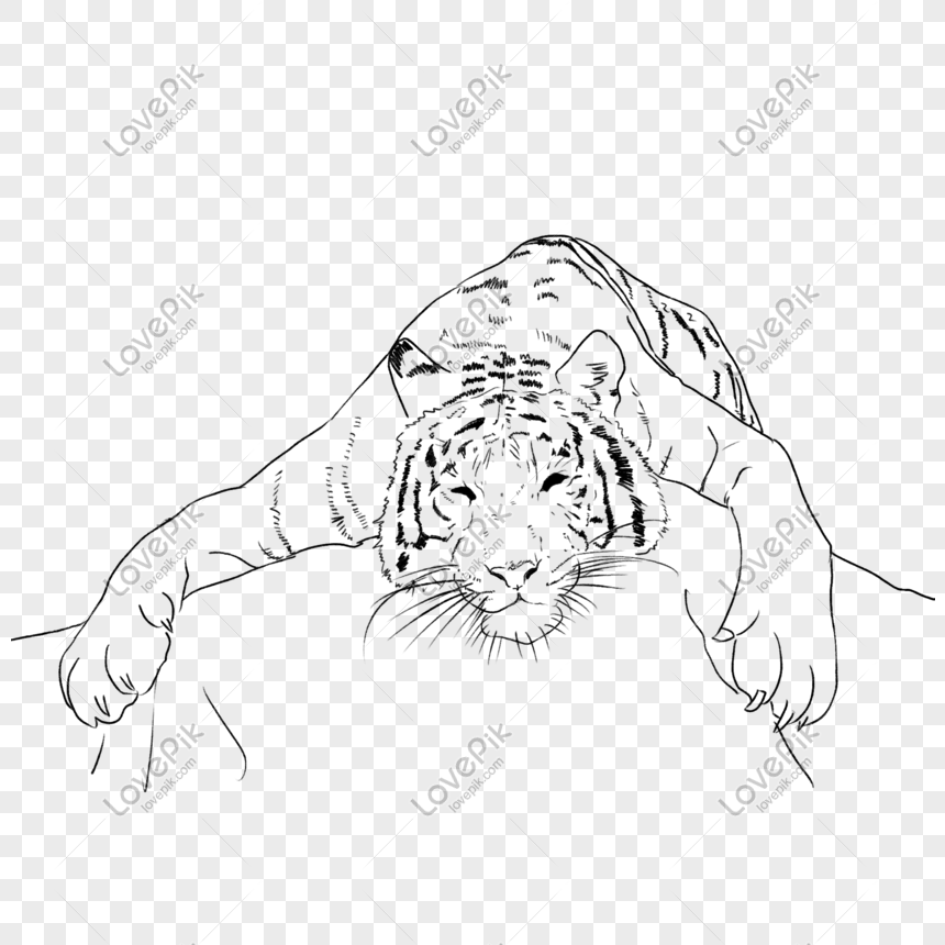 Tigre Siberiano PNG Images, Vetores E Arquivos PSD