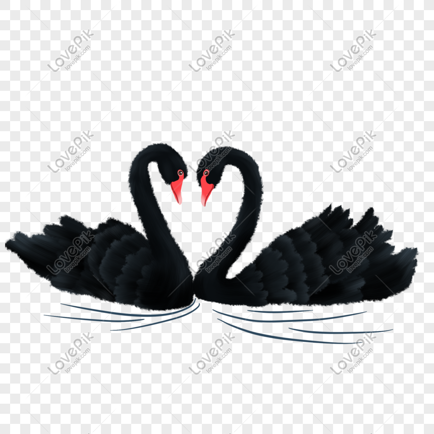 Cartoon Beautiful Black Swan Illustration Free PNG And Clipart Image For  Free Download - Lovepik | 728264829