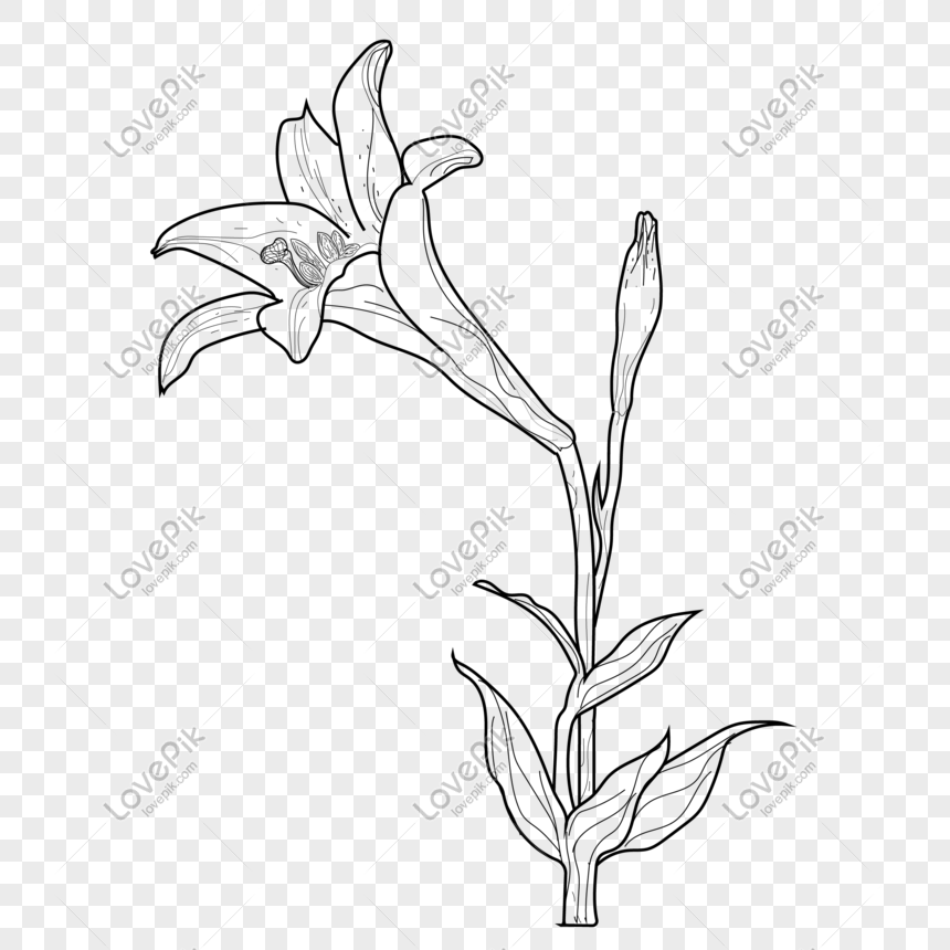 Black And White Lines Lily Original Hand Painted PNG Image And ...