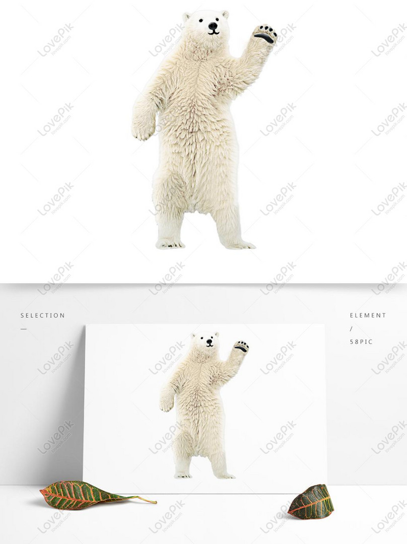 Vectơ miễn phí-Dễ Thương Thực Tế Gấu Trắng Cực Gấu hình ảnh-Đồ họa ...