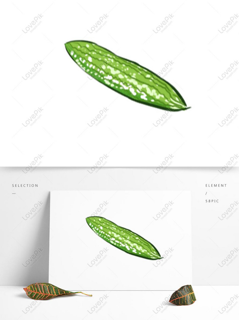 Medical plant Bitter melon. Bitter melon. Vector plant isolated on white  backgro #Sponsored , #ad, #ad, #plant, #melon, #white… | Bitter melon, Bitter  gourd, Bitter