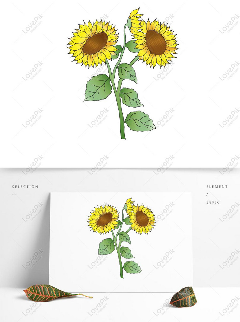 Girasol Mano Dibujada Flor Girasol Mano Dibujada Girasol PNG Imágenes  Gratis - Lovepik